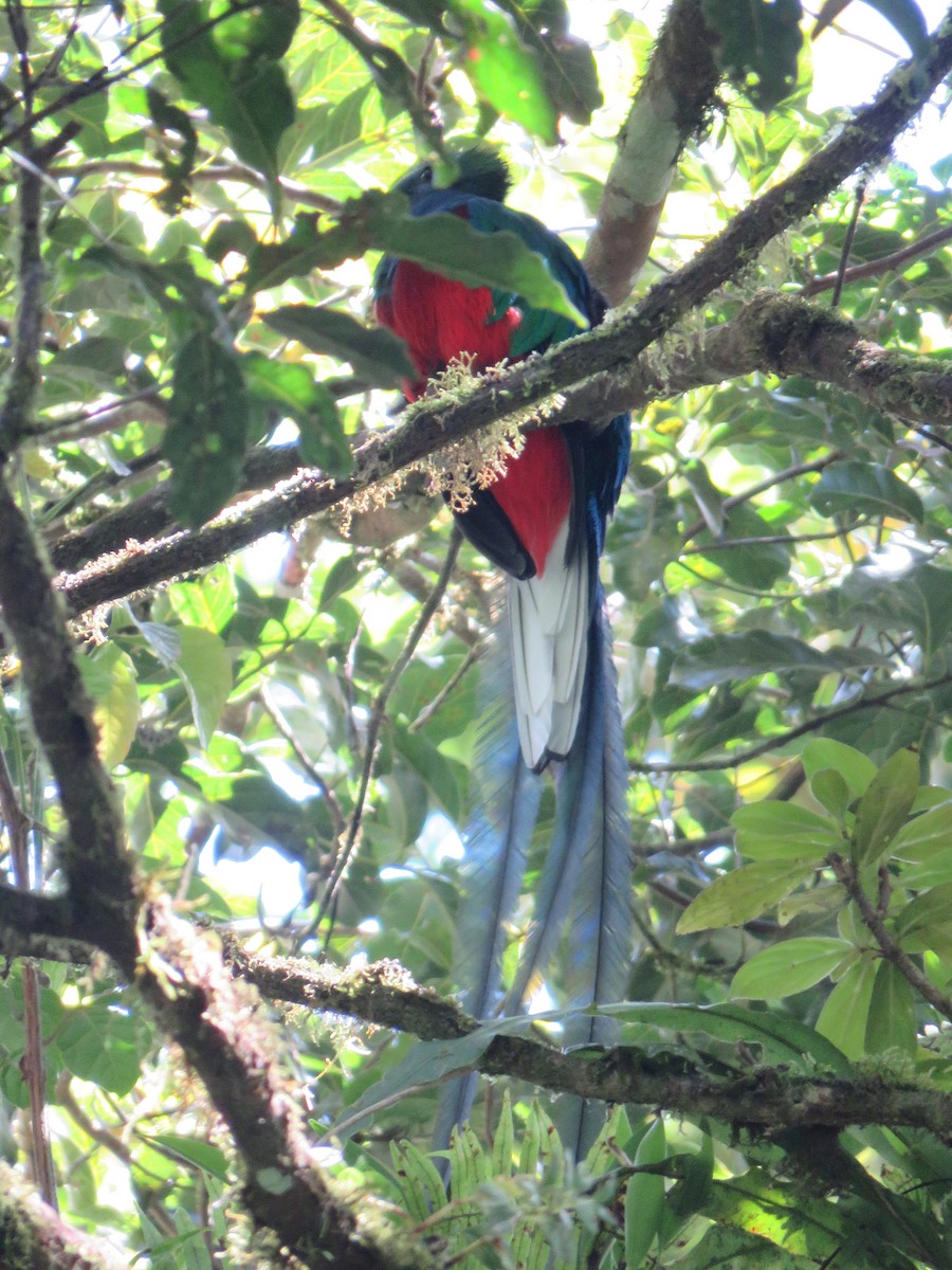 Quetzal resplendissant - ML88862891