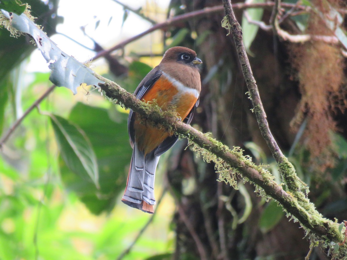 Trogon rosalba (aurantiiventris/underwoodi) - ML88862931