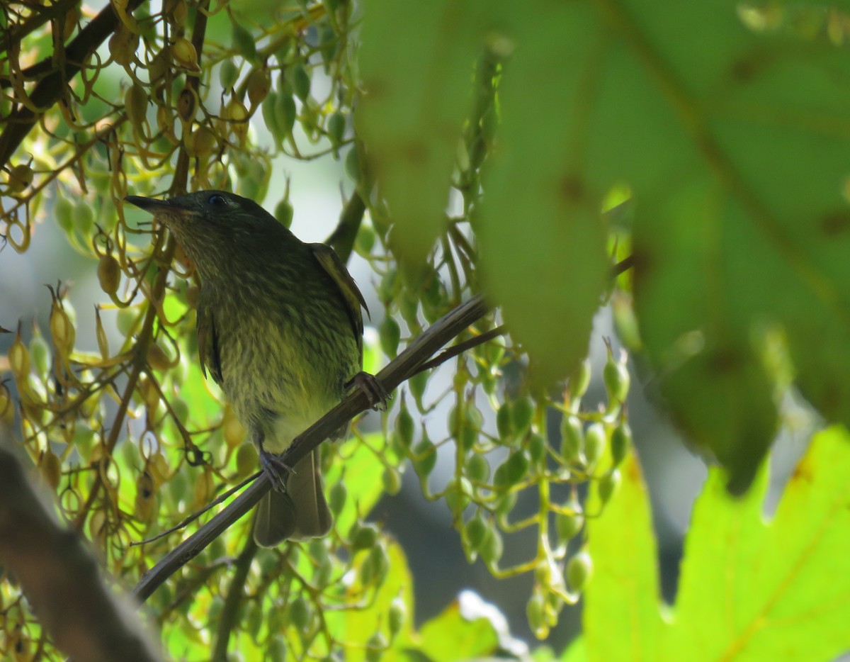 Olive-streaked Flycatcher - Keith Leonard