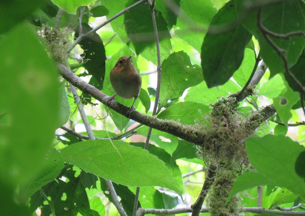 Ochraceous Wren - ML88863271