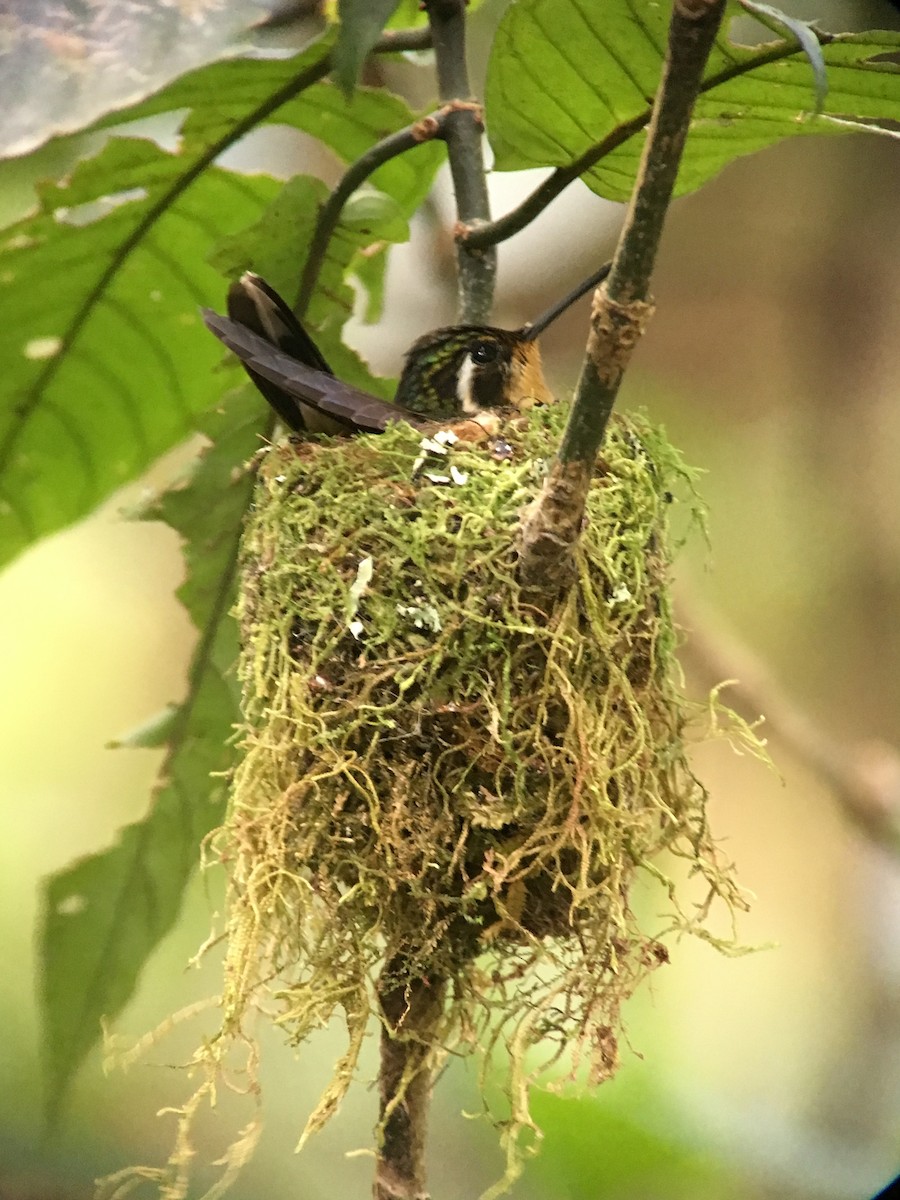 Colibri à gorge pourprée - ML88863391