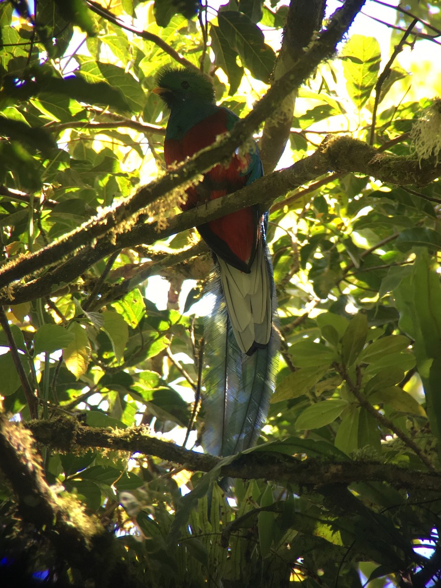 Resplendent Quetzal - Keith Leonard