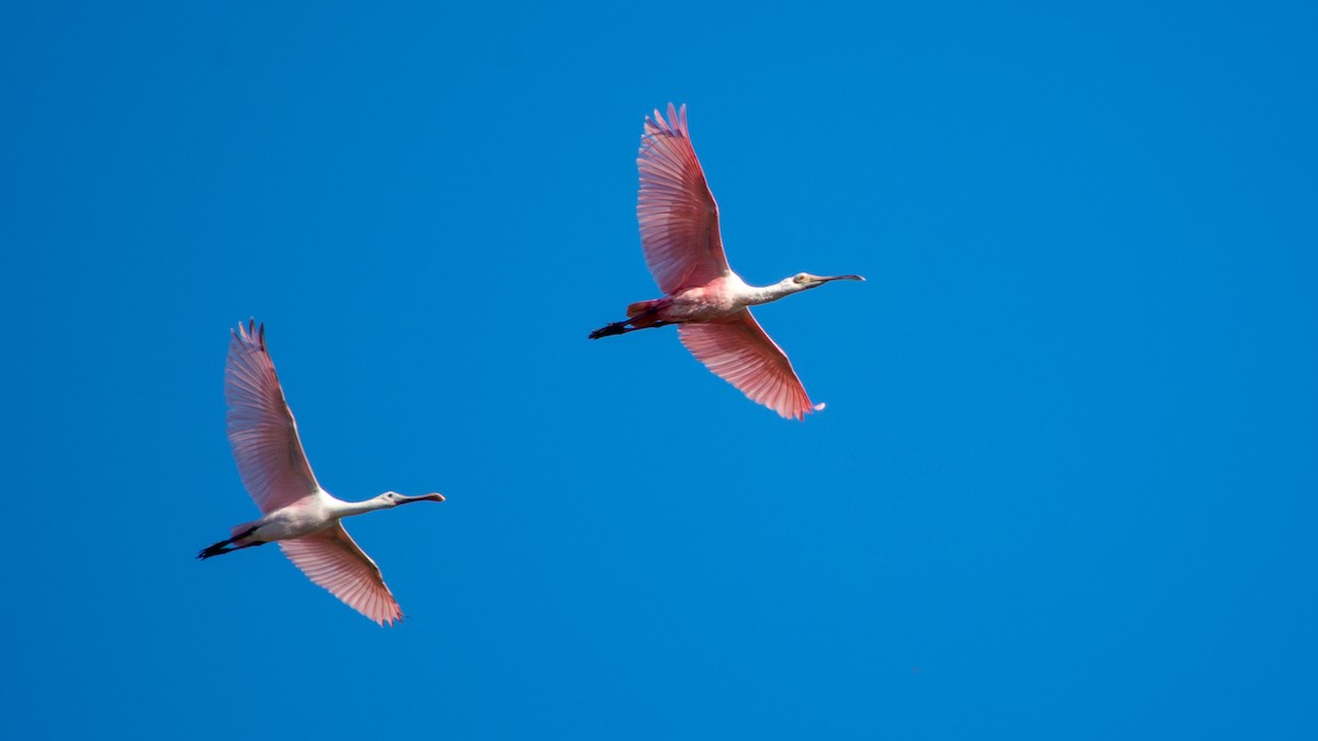 Roseate Spoonbill - ML88864151