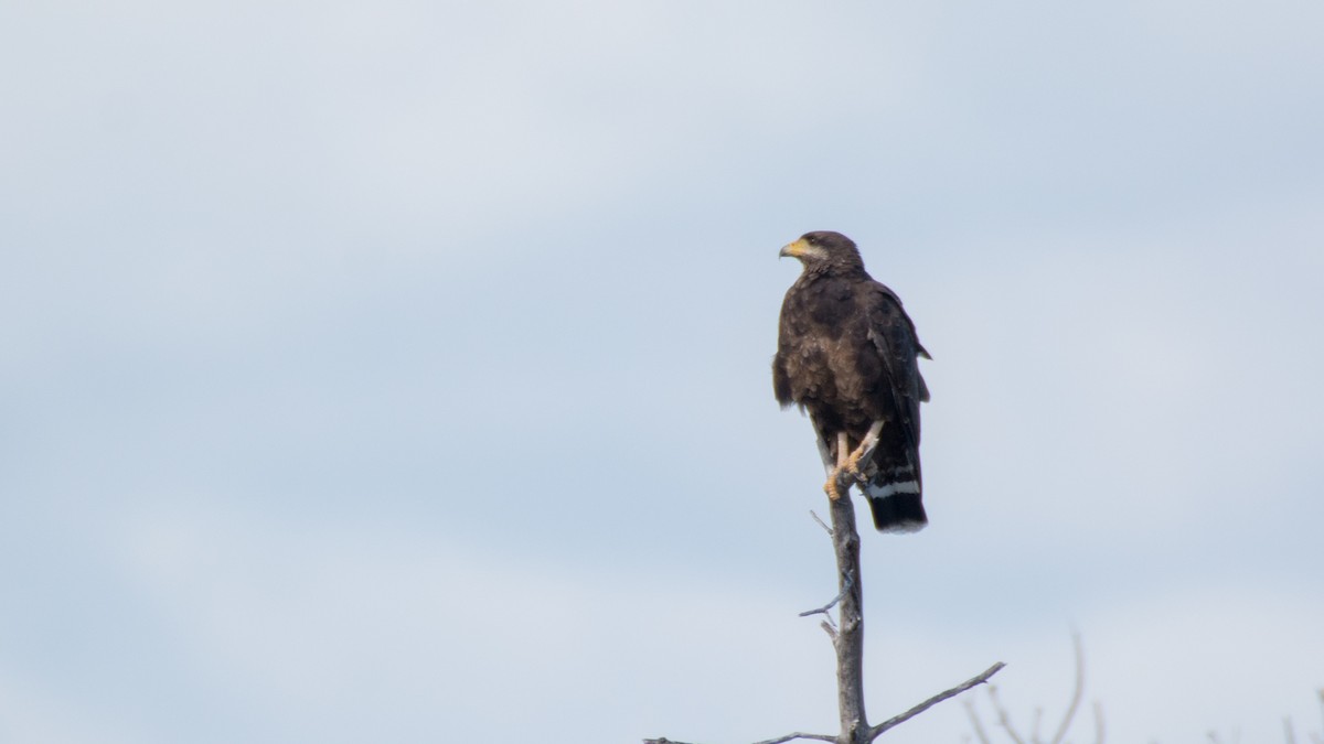 Cuban Black Hawk - ML88864251