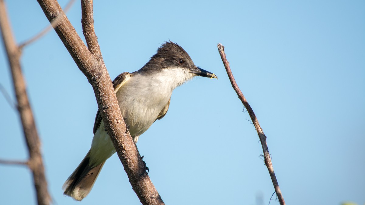 Loggerhead Kingbird - ML88864411