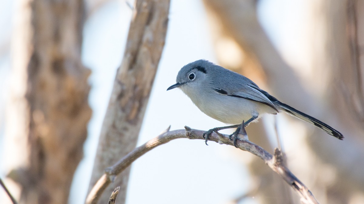 Cuban Gnatcatcher - Jean-Sébastien Guénette