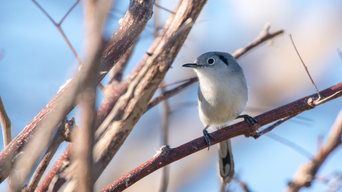 Cuban Gnatcatcher - ML88864541