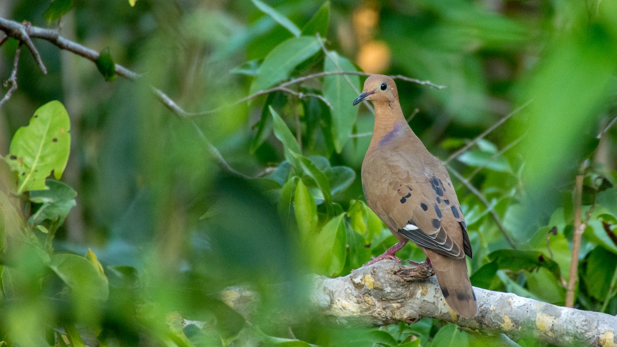 Zenaida Dove - ML88865691