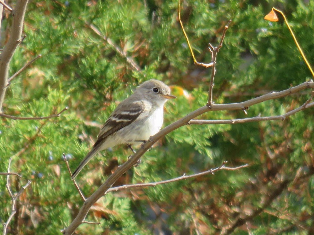 Gray Flycatcher - ML88865741