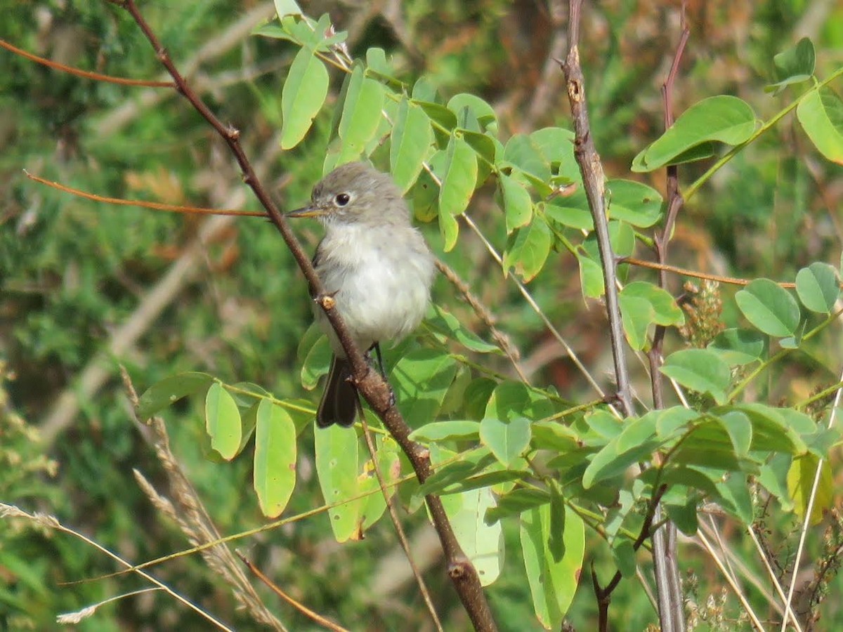 Gray Flycatcher - ML88866091