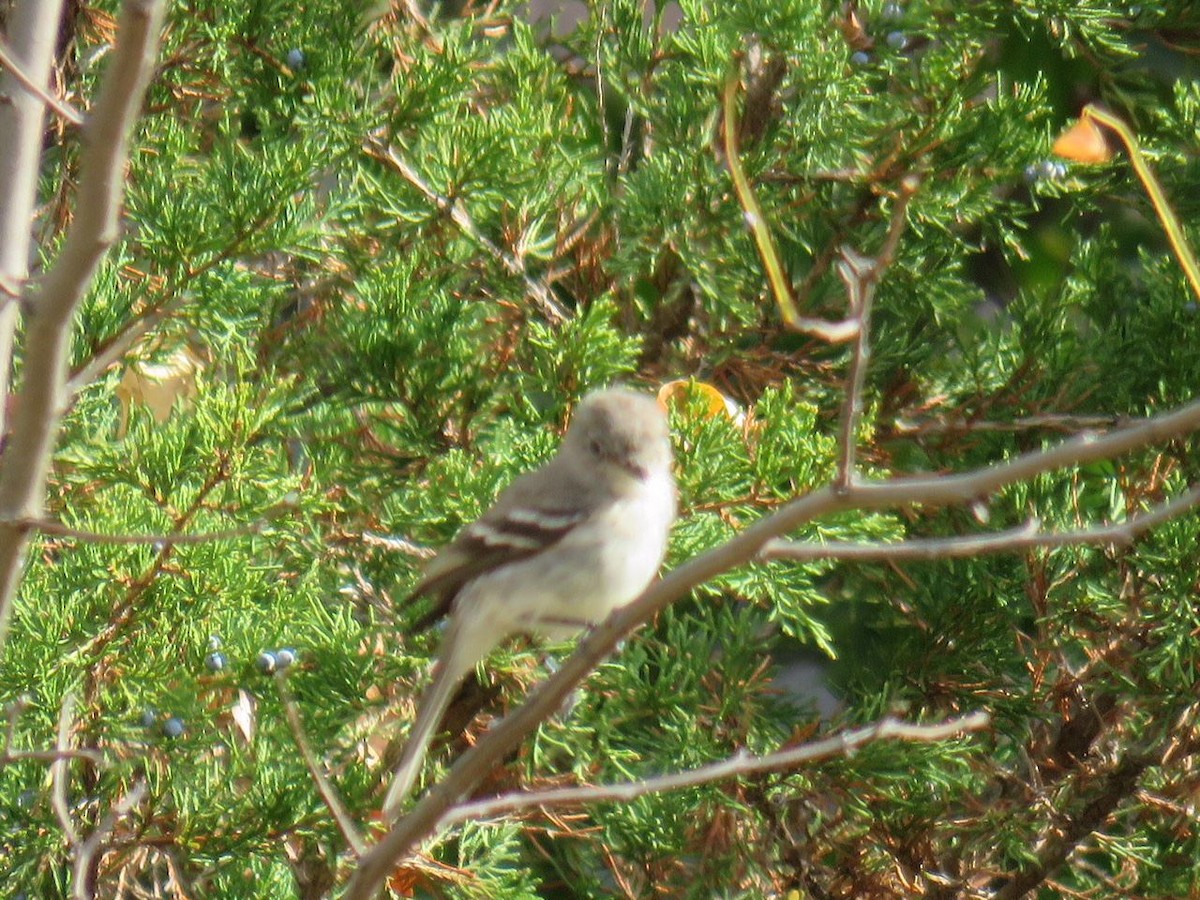 Gray Flycatcher - ML88866101