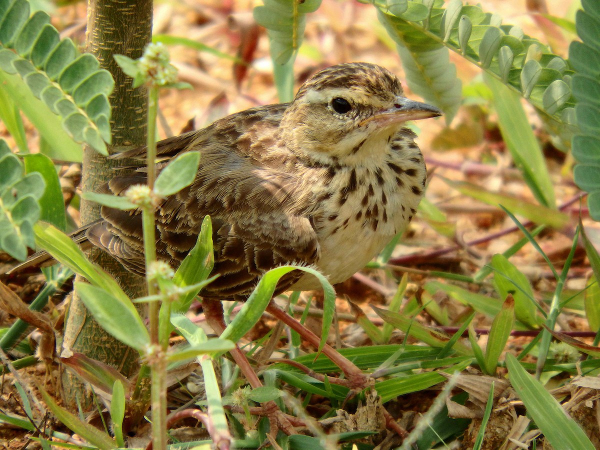 Paddyfield Pipit - Kian Guan Tay