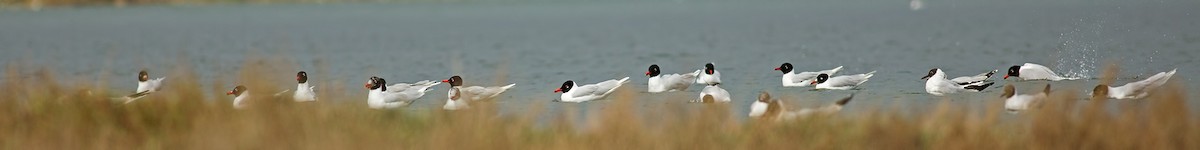 Mediterranean Gull - Sezai Goksu