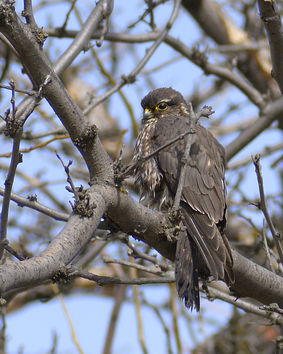 Merlin - Linda Laing