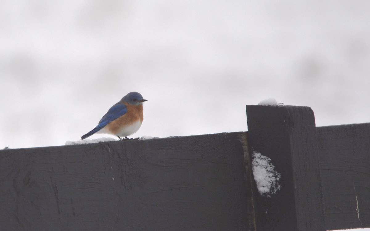 Eastern Bluebird - ML88866691