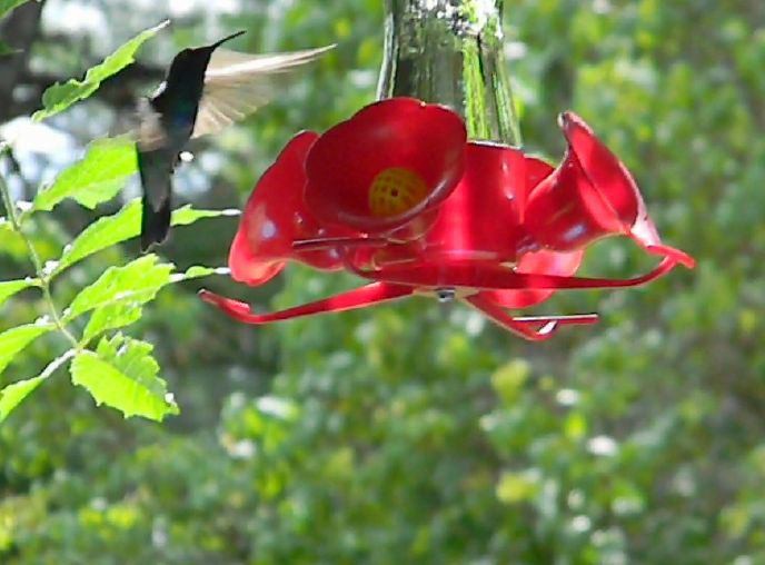 Mexican Violetear - ML88867251