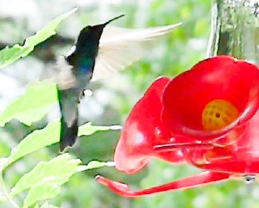 Mexican Violetear - ML88867331