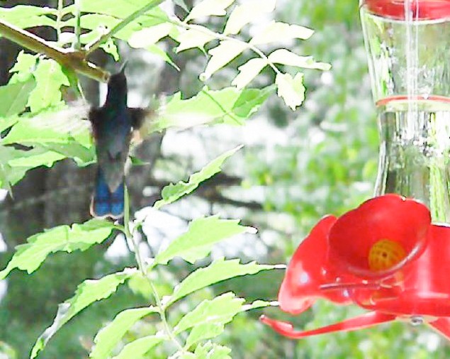 Mexican Violetear - ML88867531