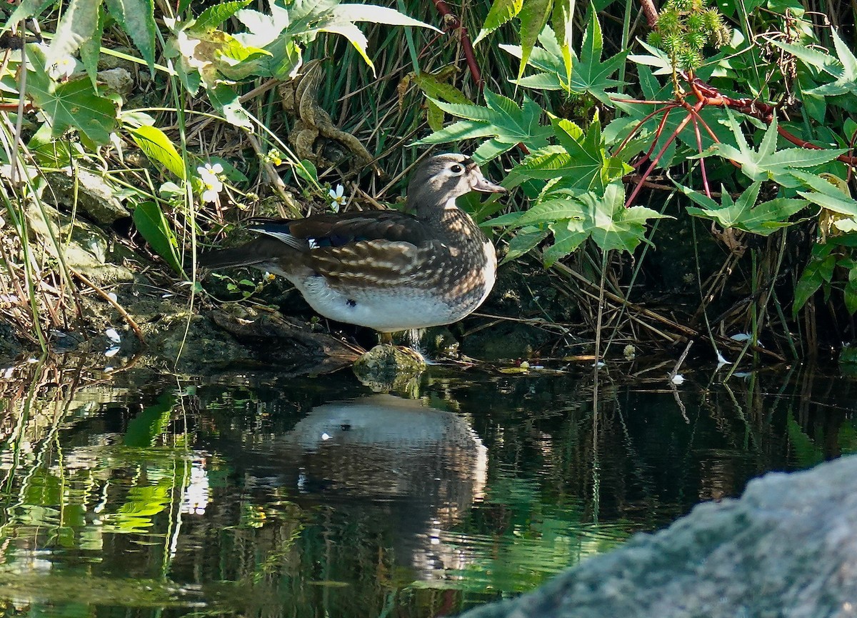 Canard branchu - ML88869081