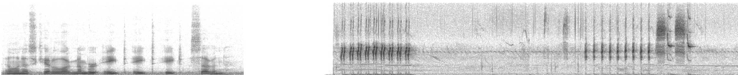 engsmett (alticola) - ML8887