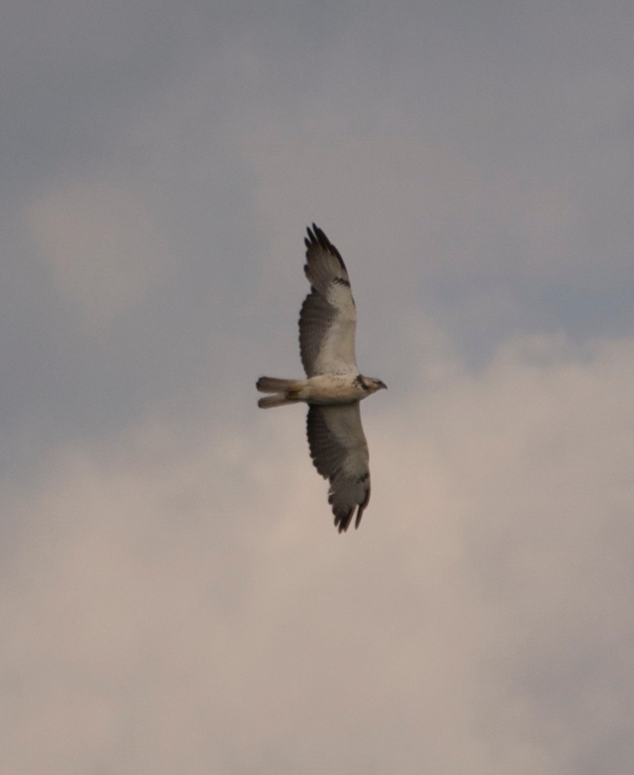 Swainson's Hawk - ML88870551