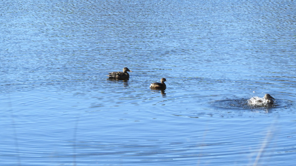 Northern Shoveler - ML88871171