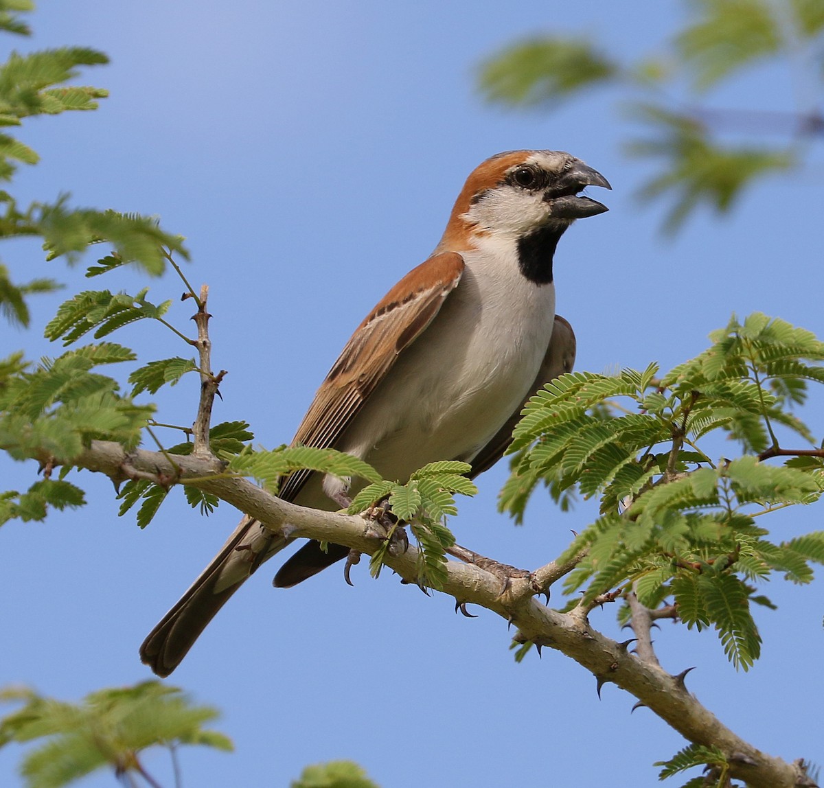 Great Rufous Sparrow - ML88871801