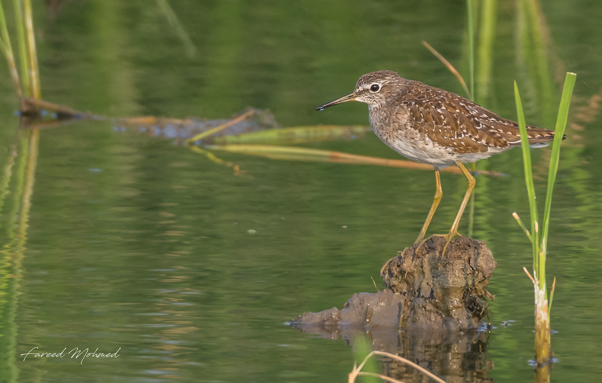 Wood Sandpiper - Fareed Mohmed