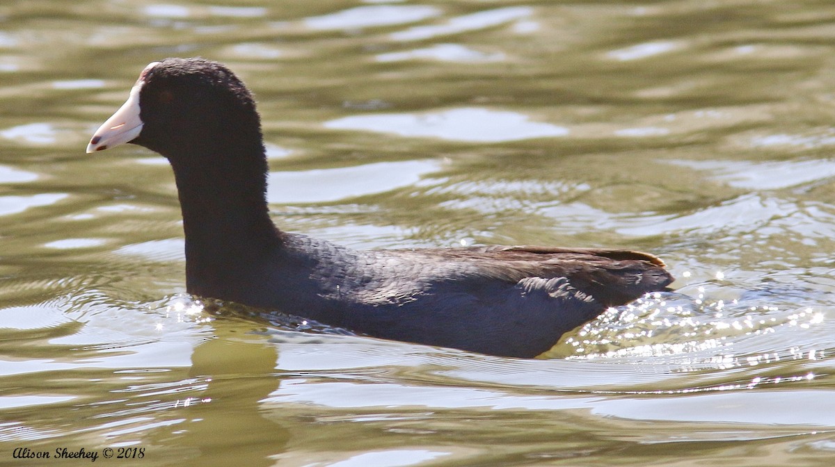 American Coot - ML88873141