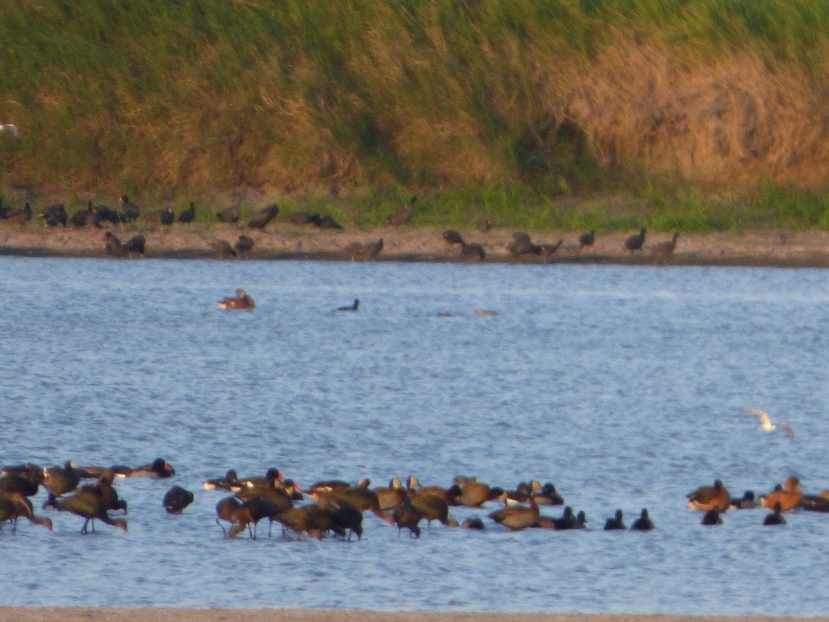 Rosy-billed Pochard - ML88875031