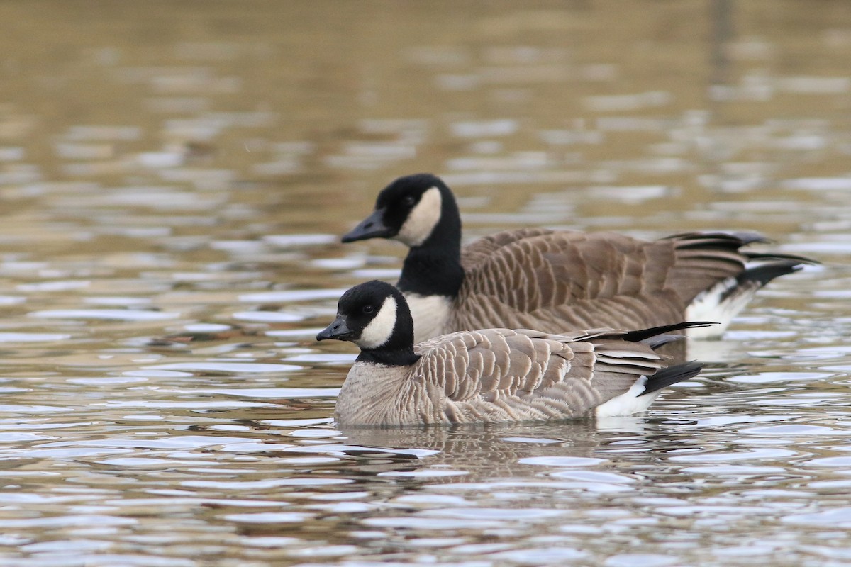 Cackling Goose (Richardson's) - ML88876311