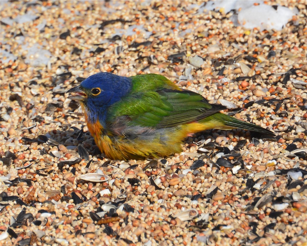 Painted Bunting - ML88878361