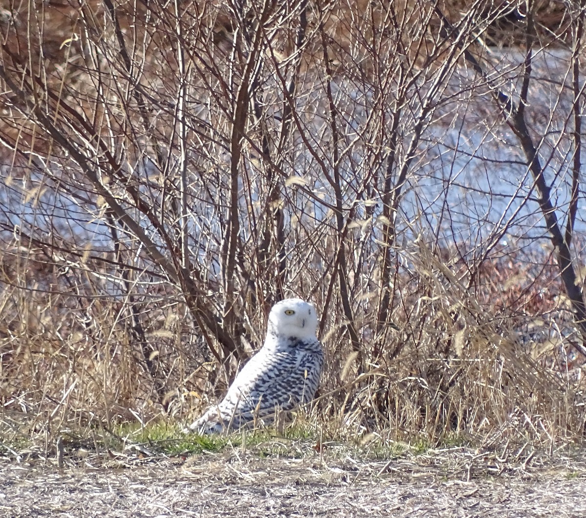 Snowy Owl - ML88878551