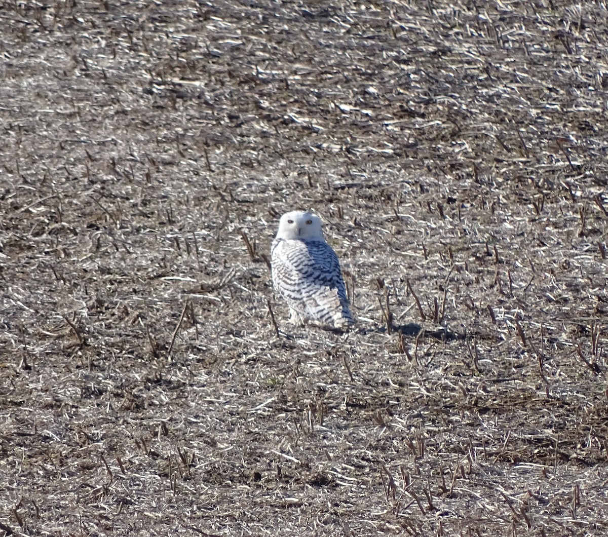 Snowy Owl - ML88878561