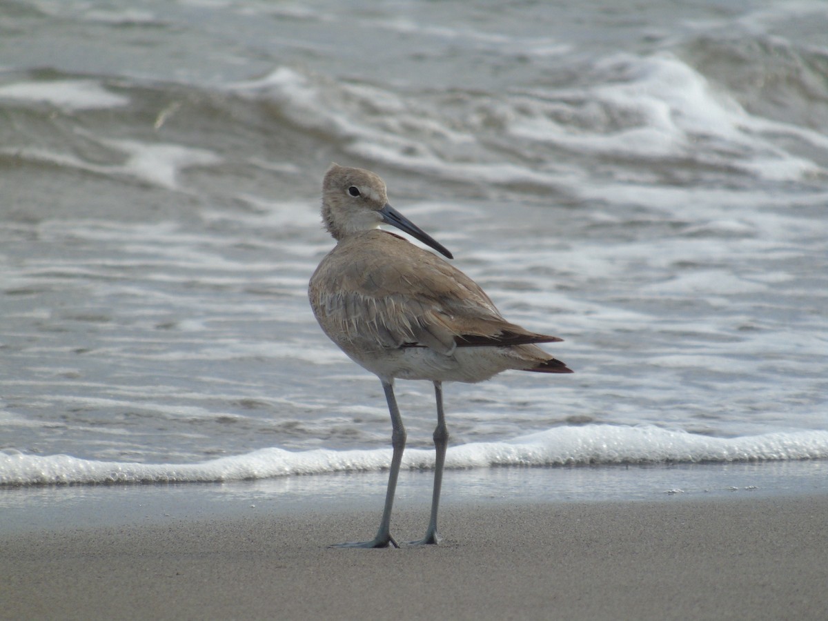 Willet - David Román Hernández