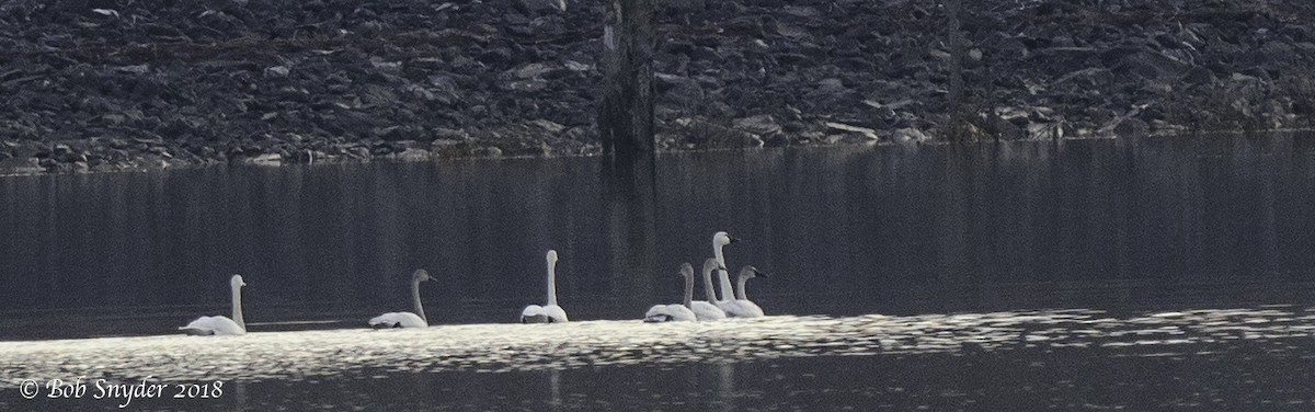 Tundra Swan - ML88880051