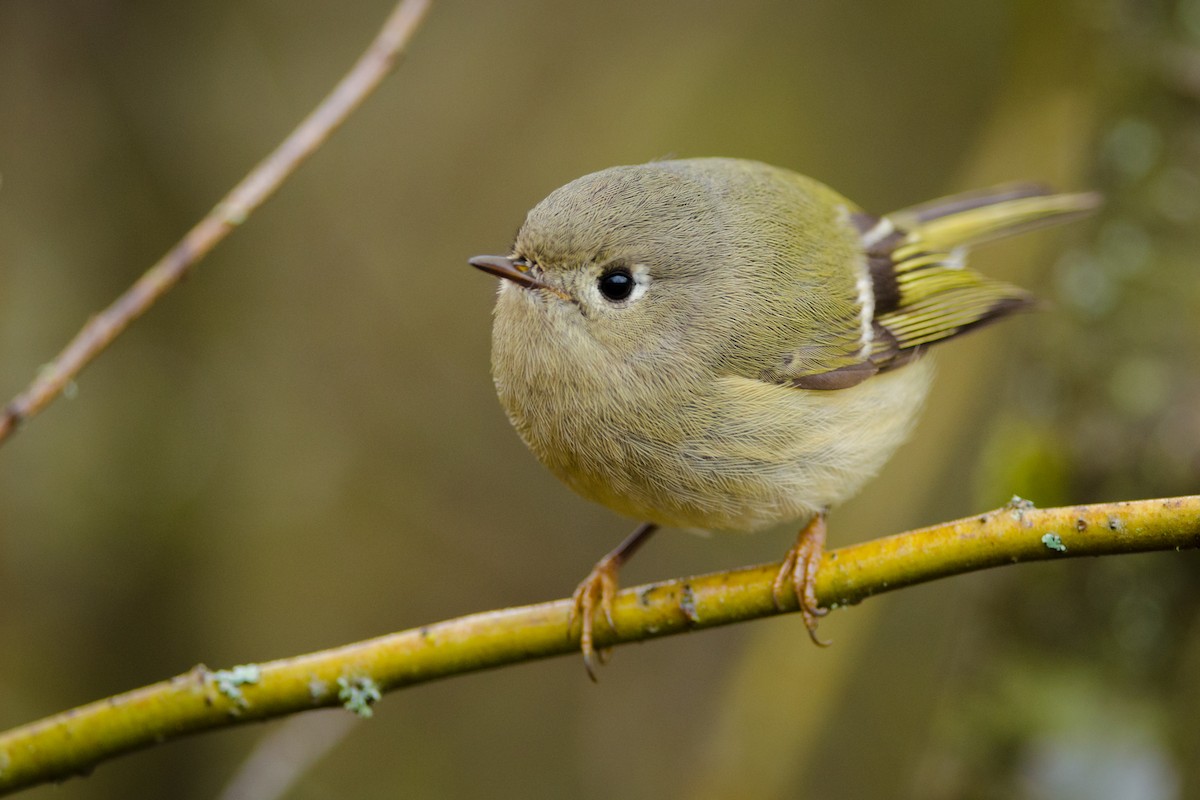 Ruby-crowned Kinglet - ML88880381