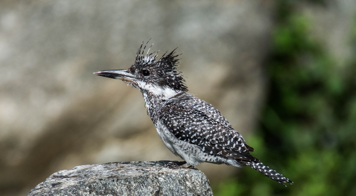 Crested Kingfisher - Susanta Basak