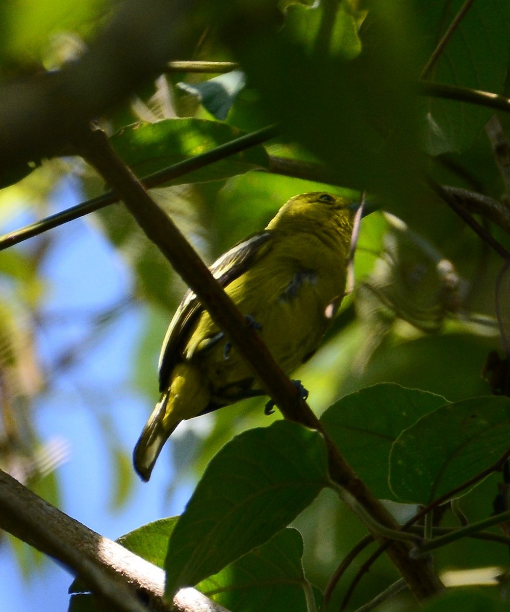 Common Iora - ML88881671