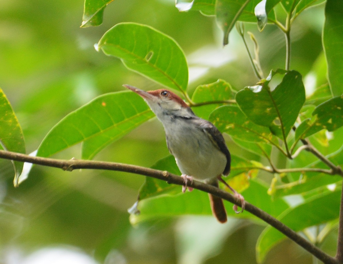 Rufous-tailed Tailorbird - ML88881771