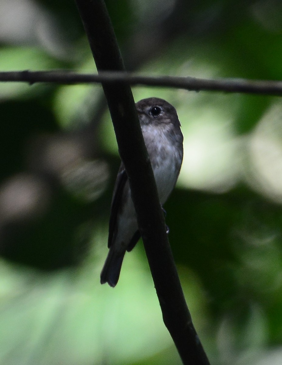 Asian Brown Flycatcher - ML88881901