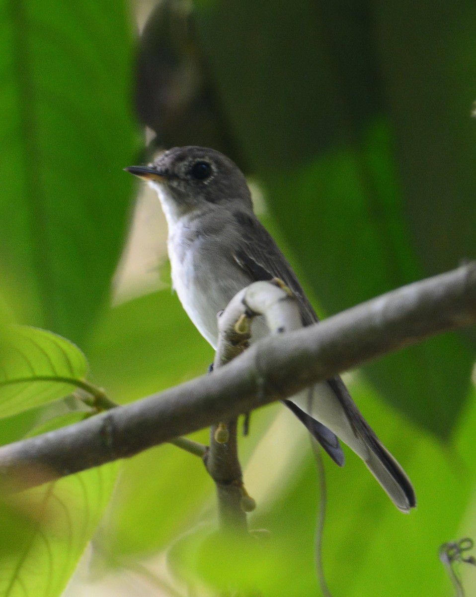 Asian Brown Flycatcher - ML88881911