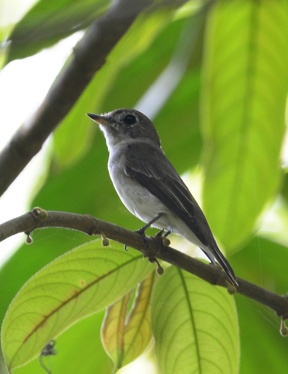 Asian Brown Flycatcher - ML88881921