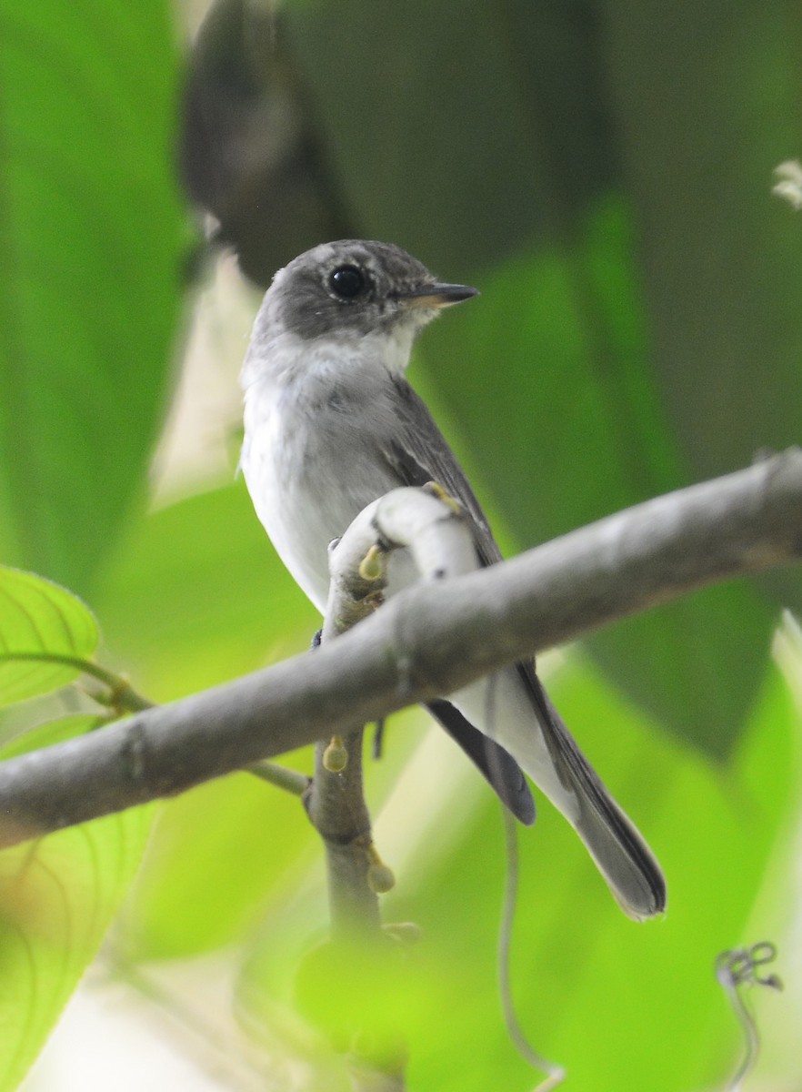 Asian Brown Flycatcher - Ari Noviyono