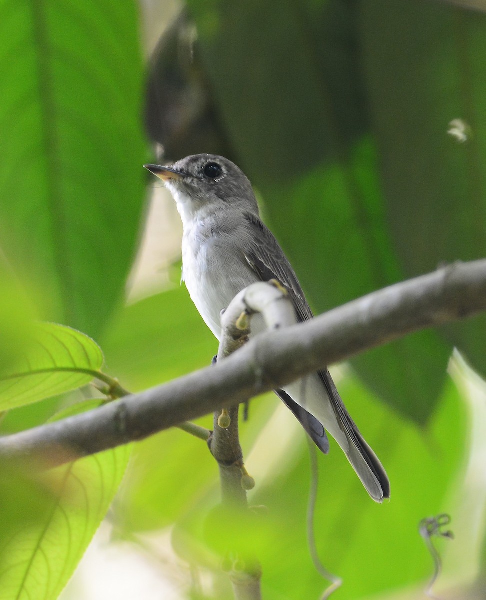 Asian Brown Flycatcher - ML88881941