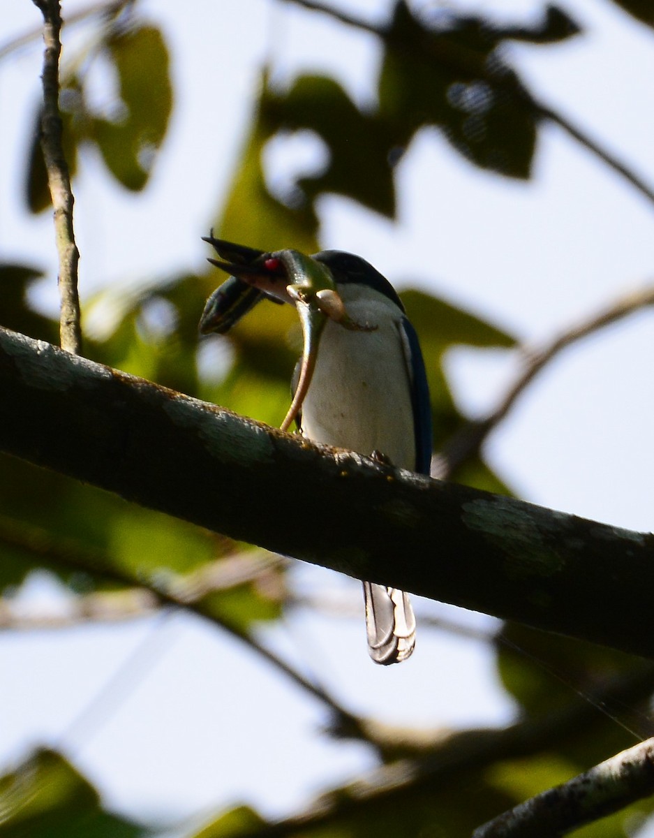 Collared Kingfisher - ML88881971