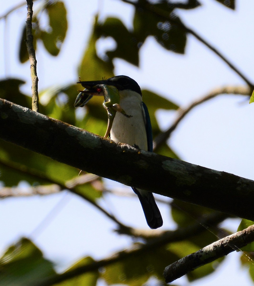 Collared Kingfisher - ML88881981