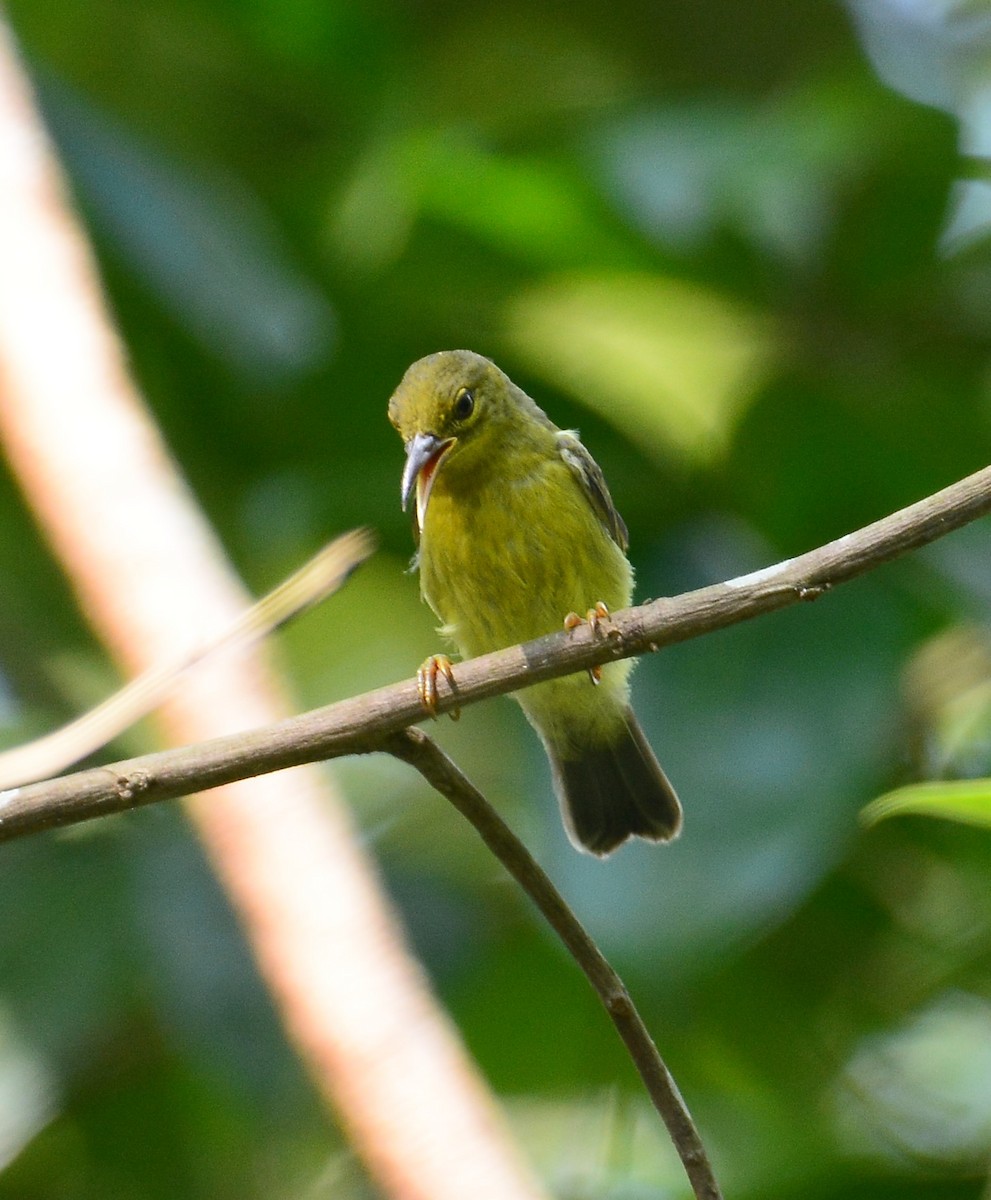 黃腹花蜜鳥 - ML88882071