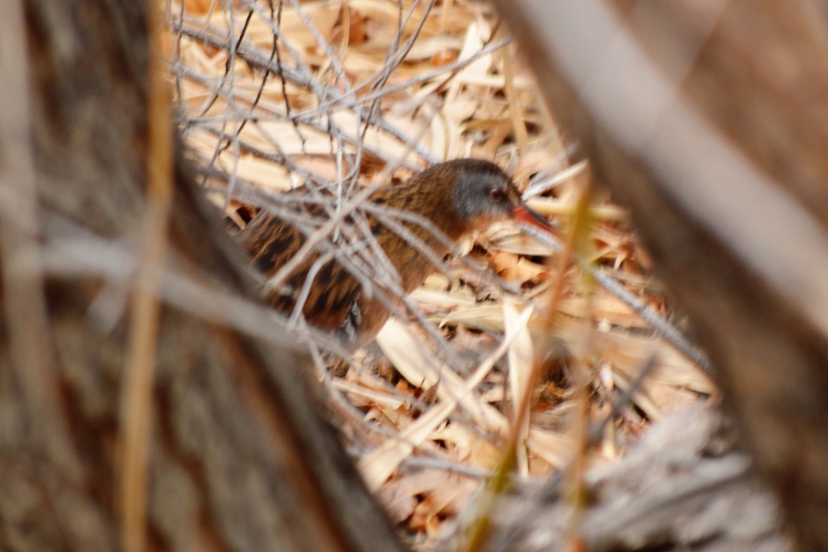 Virginia Rail - ML88883111