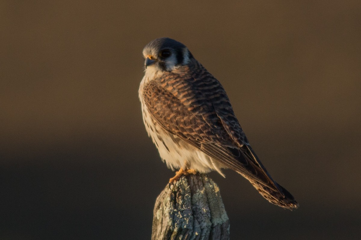 American Kestrel - ML88883661